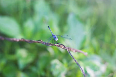 Dragonfly on grass with green background の写真素材