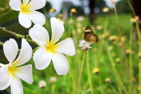 flower frangible on green grass の写真素材