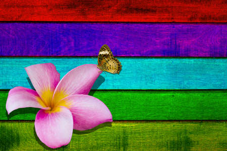 flower and butterfly on wooden background の写真素材