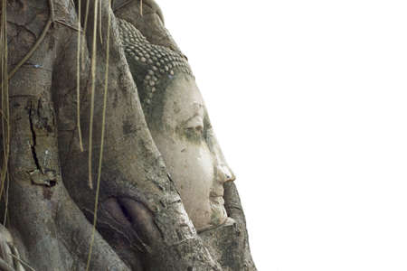Buddha Statue Head in Banyan Tree on white, Thailand の写真素材