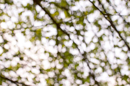 Natural Bokeh,blurred bokeh  の写真素材