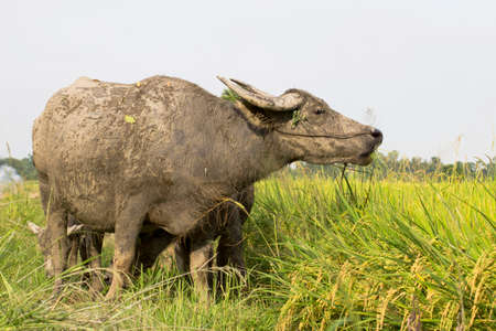 Buffalo in field thailandの写真素材