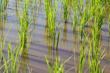 paddy rice in fieldの写真素材