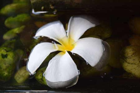 Plumeria on waterの写真素材