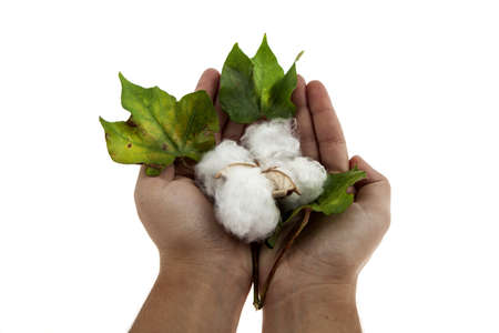 Cotton plant in two hands closeup in studio on white backgroundの写真素材