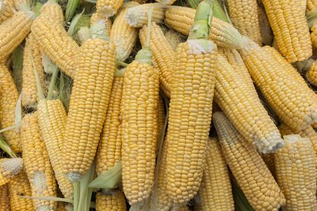 Corn closeup in open market under sunlight 