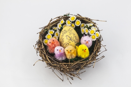 Colorful easter chickens in nest with eggの写真素材