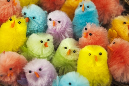 Colorful easter chickensの写真素材