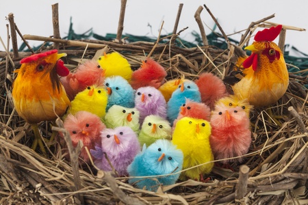 Colorful easter chickens in nestの写真素材