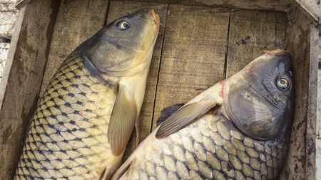 fresh fishes Cyprinus, just fished, in a wooden crateの写真素材