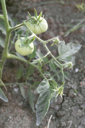 Tomatoes growing in a greenhouse garden on soft sunlightの写真素材