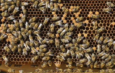 Many working bees on honeycomb