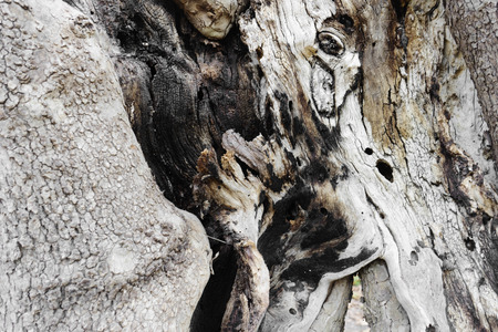 Brown wood texture. Abstract backgroundの写真素材