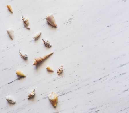 Shells on white marble