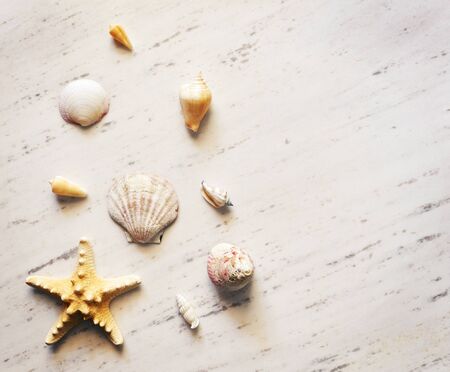 Shells on white marbleの写真素材