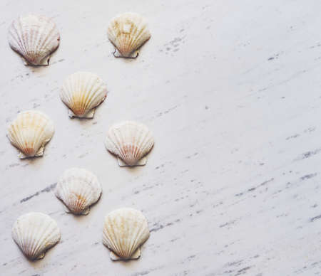 Shells on white marbleの写真素材