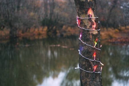 Christmas lights on tree trunk on the forset, winter dayの写真素材