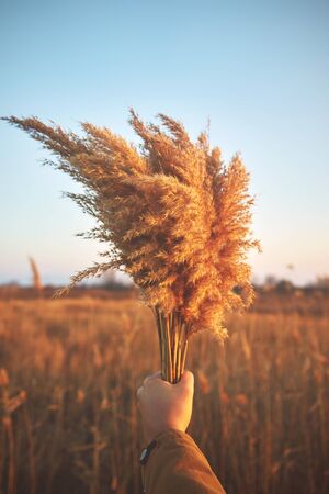 Womans hand holding a dry bouquet of flowersの写真素材