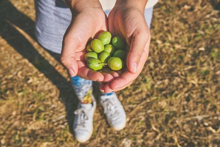 Close up of a woman hands holding olivesの写真素材