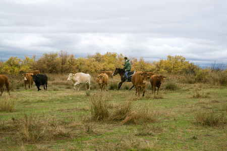 Cowboy riding a horse pushing cattle.
