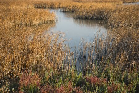 Landscape of the delta of river Evros, Greece