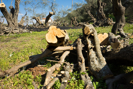 Trunk of Olive trees.の写真素材