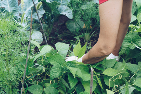 Womans hand harvesting fresh green beans, work in the gardenの写真素材
