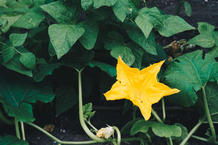 Pumpkin flower on green gardenの写真素材