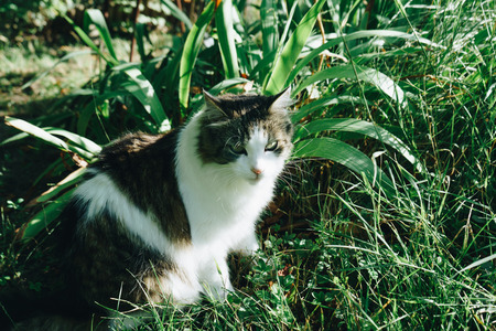 Little cat walking and playing in the gardenの写真素材