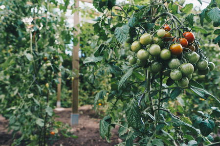 Red and green tomatoes on garden.の写真素材