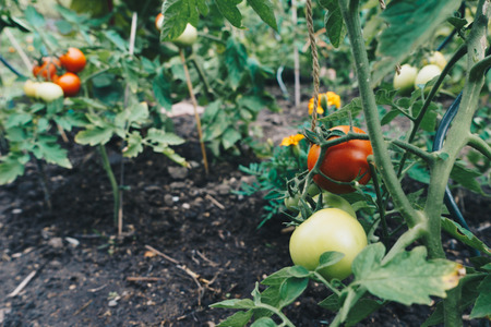 Red and green tomatoes on garden.の写真素材