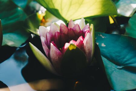 Beautiful waterlily or lotus flower, soft morning ligth.の写真素材