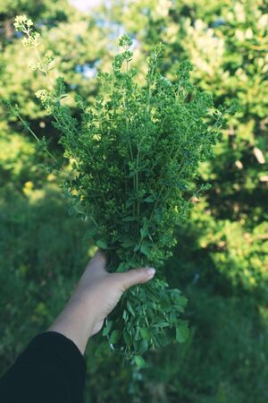 Woman is holding a bouquet or oregano