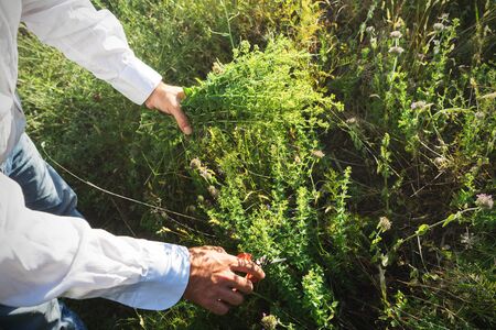 Man is cutting wild oregano in the mountainの写真素材