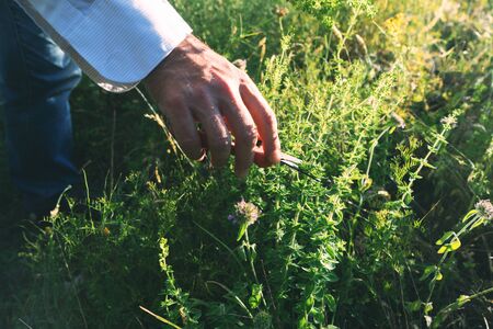 Man is cutting wild oregano in the mountainの写真素材