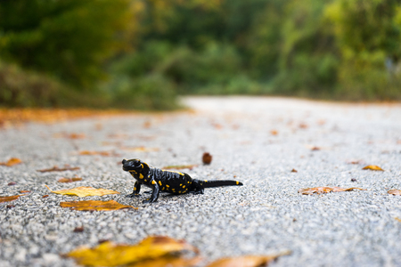 Fire salamander in the natureの写真素材