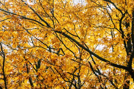 Beautiful colorful autumn leavesの写真素材