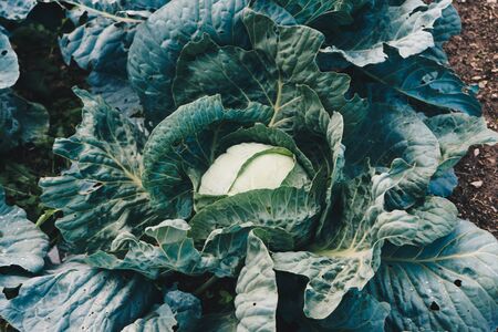Cabbage in the gardenの写真素材