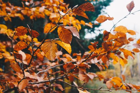 Close-up of autumn leaves on the branchesの写真素材