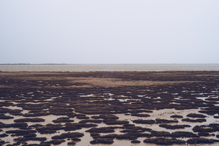 Dry landscape on delta of river Evros, Greeceの写真素材
