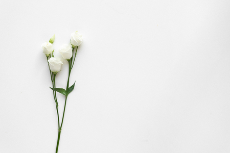 White beautiful roses on white marble. Top View.の写真素材