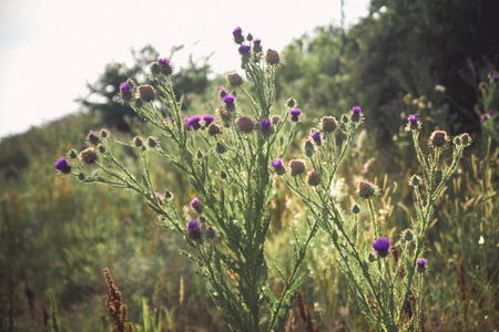 Thistles in bloom at sunset.の写真素材