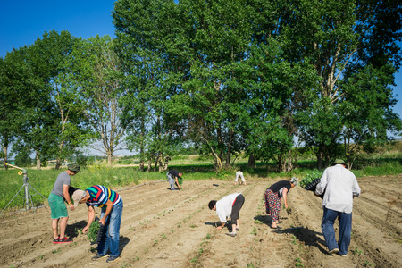 Farmers planting young tomatoes plantsの写真素材