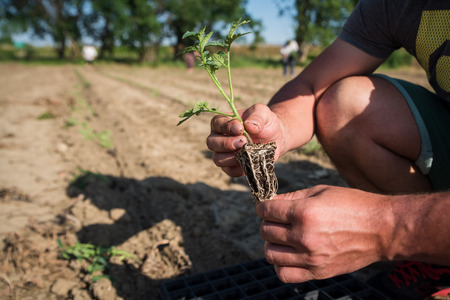Hands holding soil and plantの写真素材
