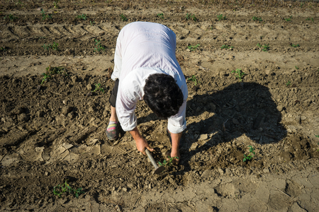 Woman farmer planting young tomatoes plantsの写真素材