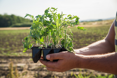 Man's hands holding young tomatoes plantsの写真素材