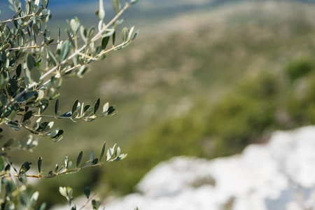Branch of olive tree in a summer landscape of Greece.の写真素材