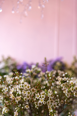 Small white decorative flowersの写真素材
