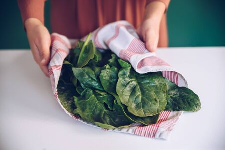 Woman holding spinach leaves in a towelの写真素材
