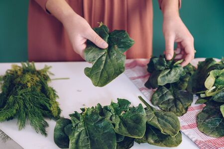 Woman holding spinach leavesの写真素材